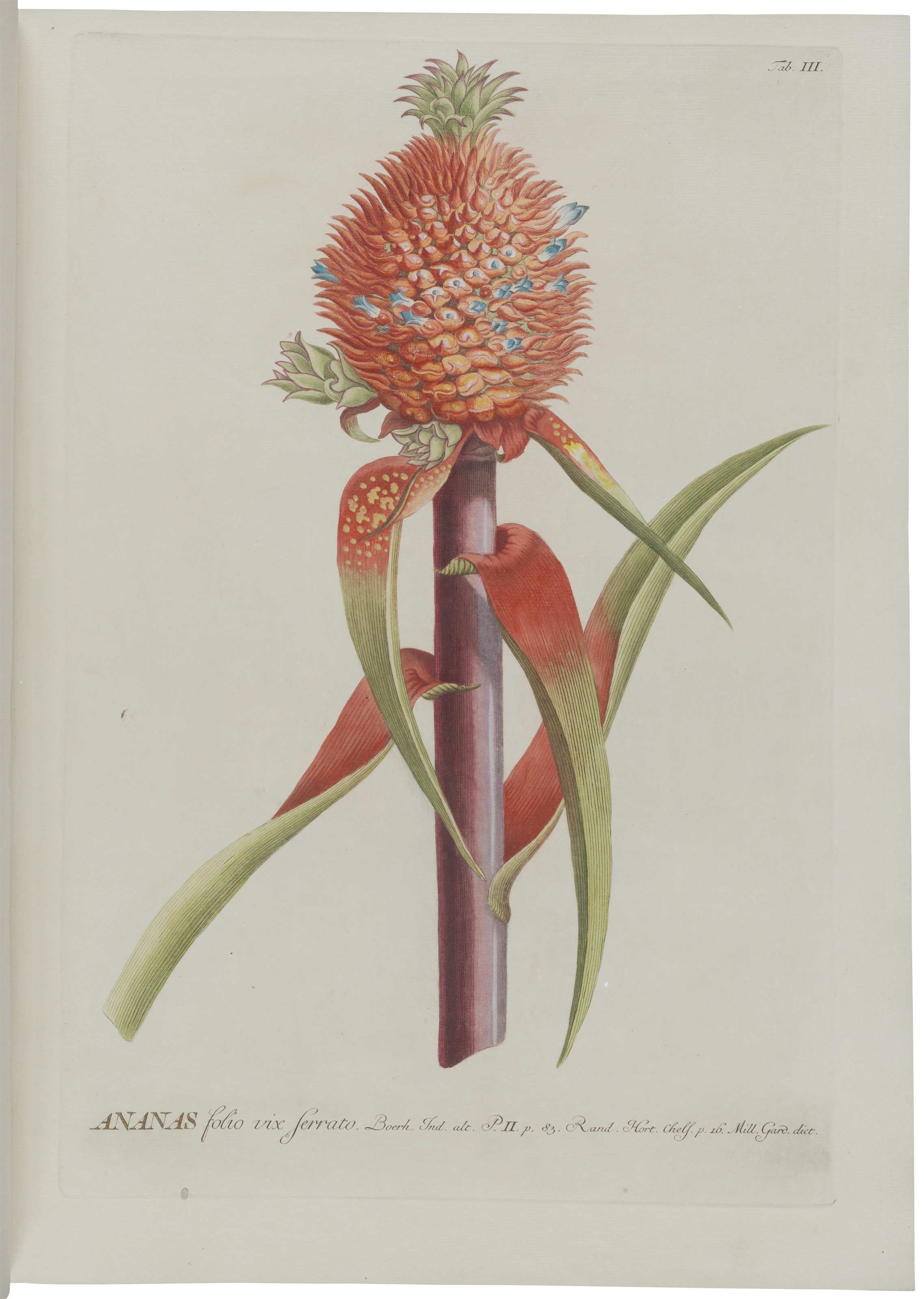 Abteilung 1, Tafel 3: Ananas