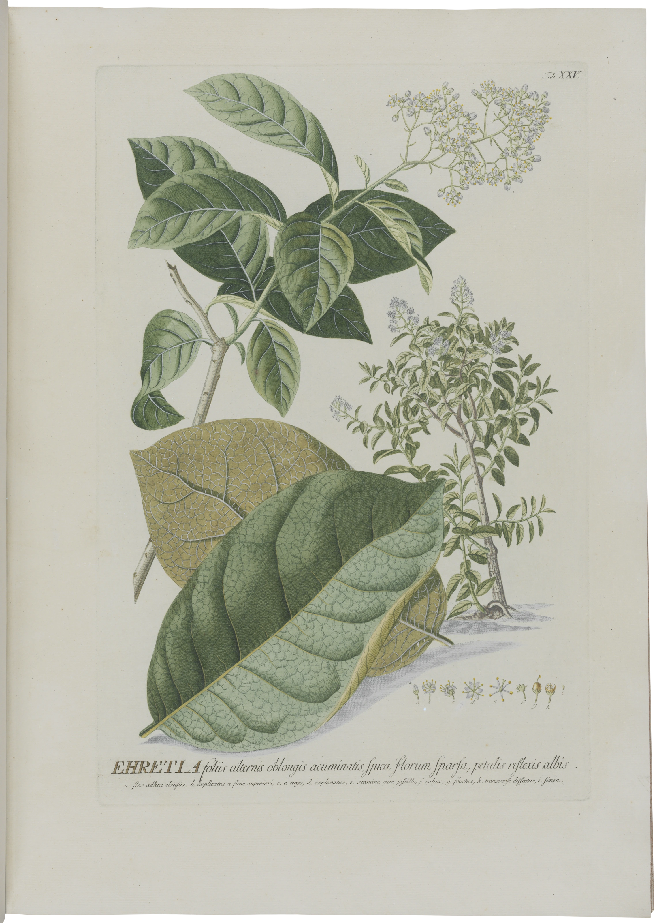 Abteilung 3, Tafel 25: Ehretia