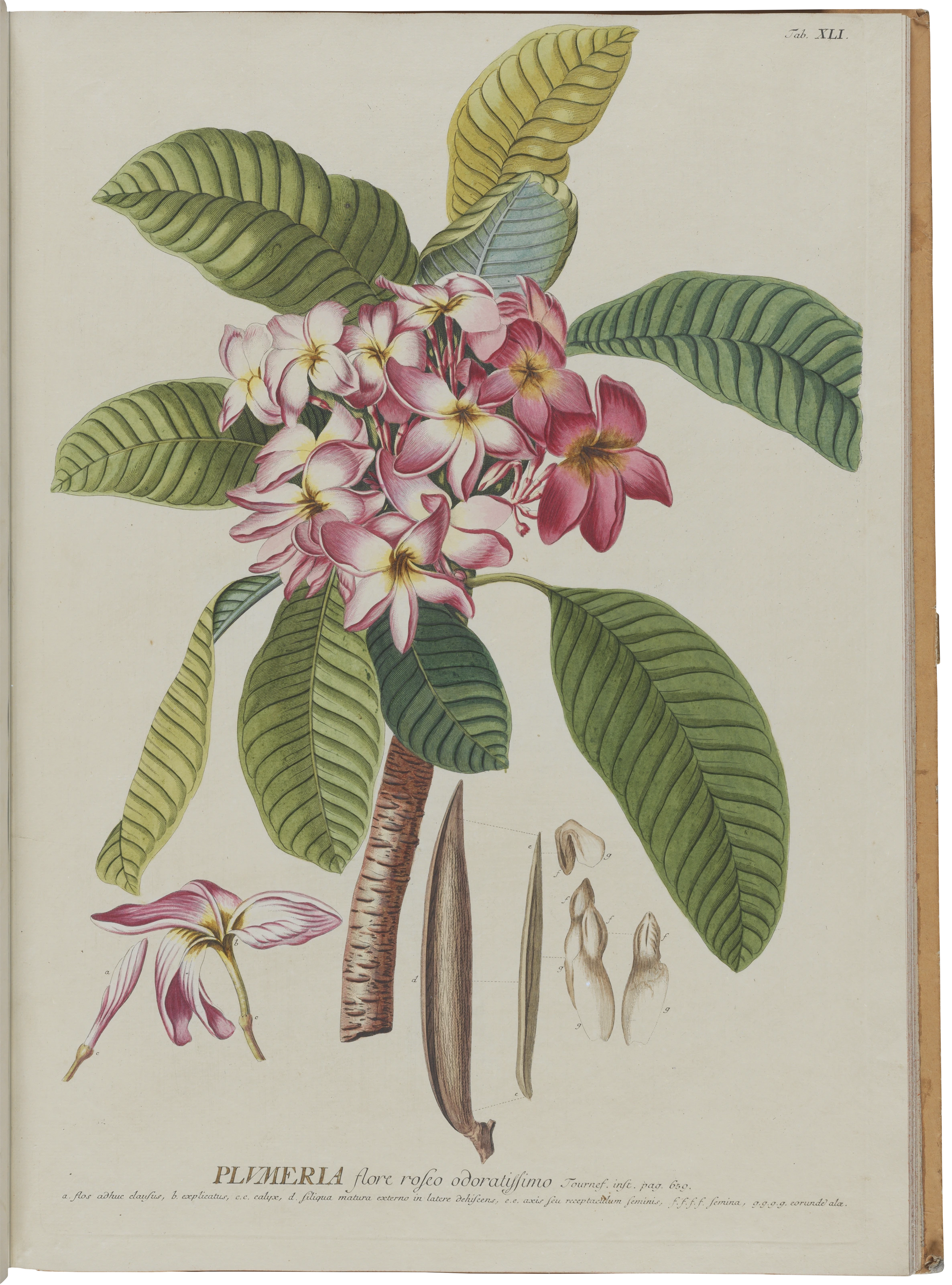 Abteilung 5, Tafel 41: Plumeria
