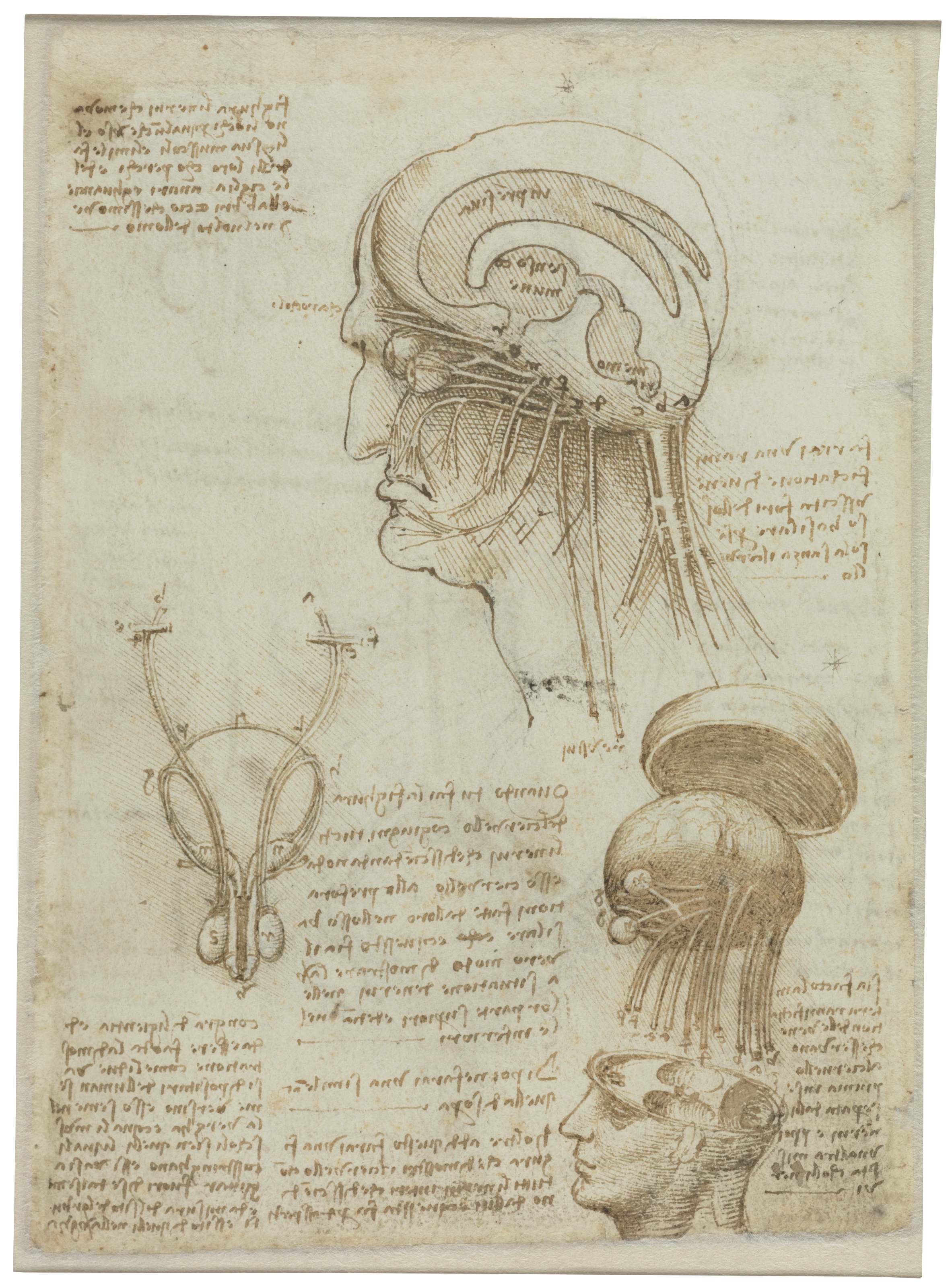 Leonardo da Vinci: Manuskript mit anatomischen Zeichnungen, 1506/1508 (Vorderseite)
