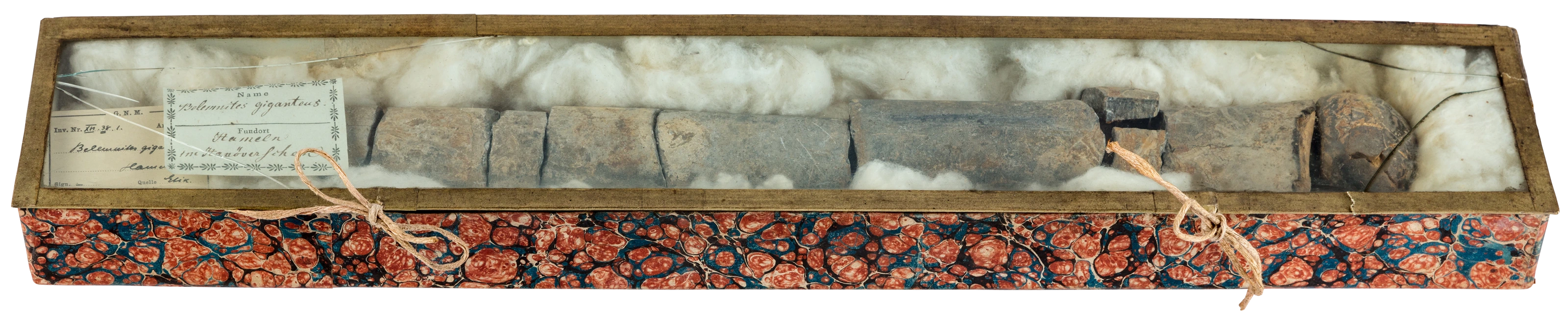 Belemnit aus Goethes naturwissenschaftlicher Sammlung, 200/170 Mio. Jahre alt