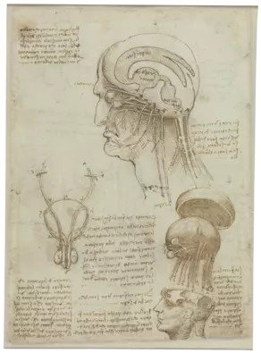 Leonardo da Vinci: Manuskript mit anatomischen Zeichnungen, 1506/1508 (Vorderseite)